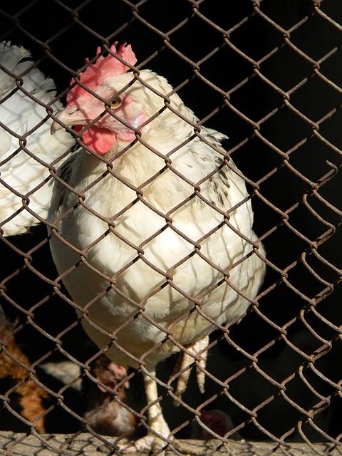 法甲另一巨 法甲另一巨